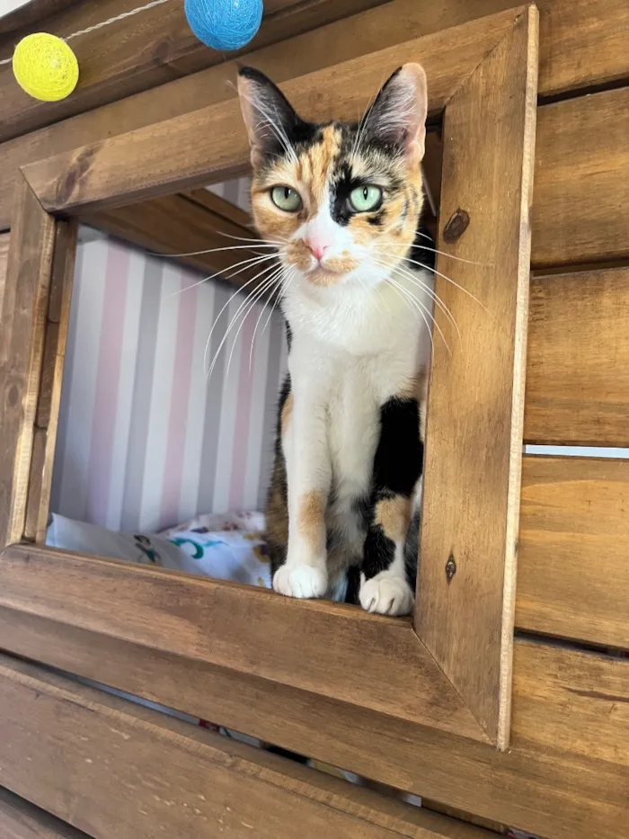 Gato raça SRD-ViraLata idade 6 ou mais anos nome Suky