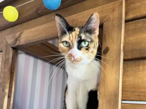 Gato raça SRD-ViraLata idade 6 ou mais anos nome Suky