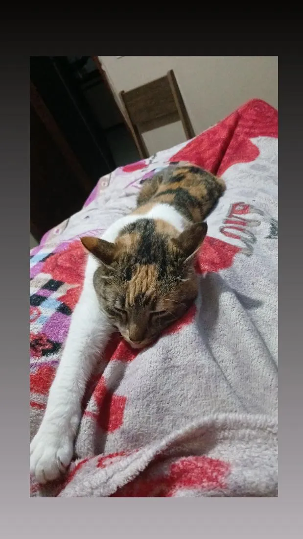 Gato raça SRD-ViraLata idade 2 anos nome Juma