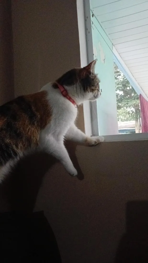 Gato raça SRD-ViraLata idade 2 anos nome Juma