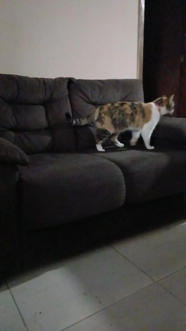 Gato raça SRD-ViraLata idade 2 anos nome Juma
