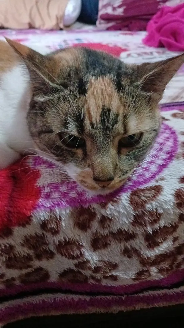 Gato raça SRD-ViraLata idade 2 anos nome Juma