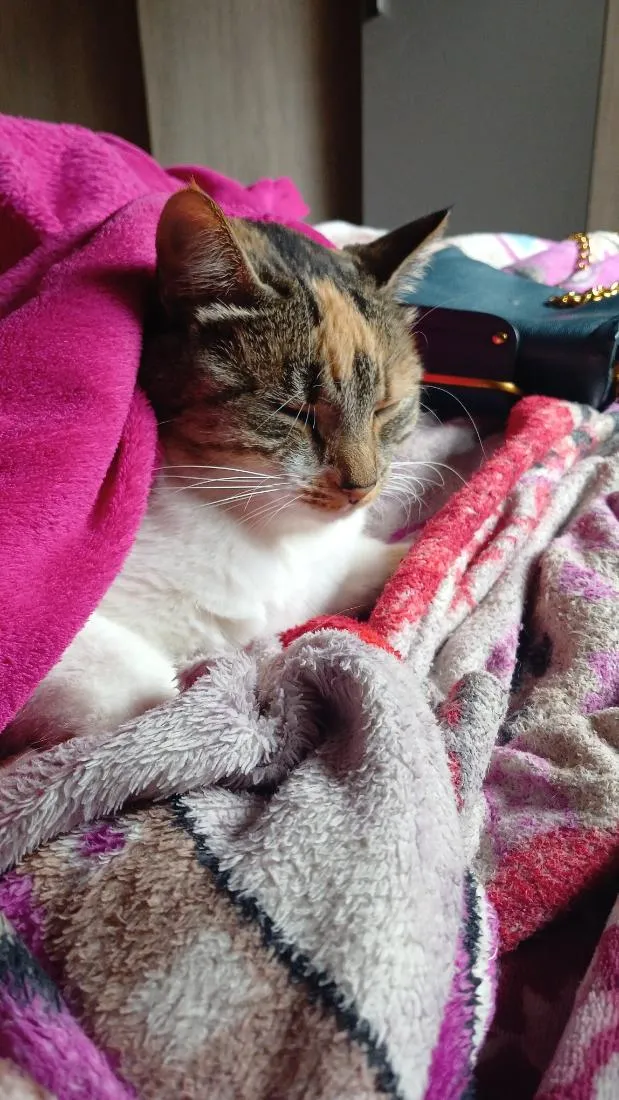 Gato raça SRD-ViraLata idade 2 anos nome Juma