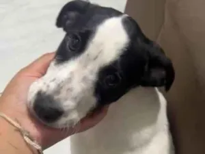 Cachorro raça SRD-ViraLata idade 2 a 6 meses nome Mabel