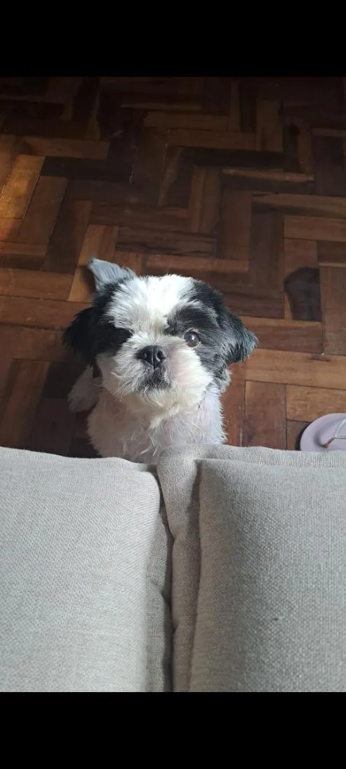 Cachorro raça Shitzu idade 5 anos nome maya