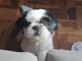 maya