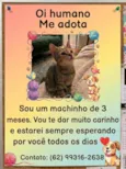 baby