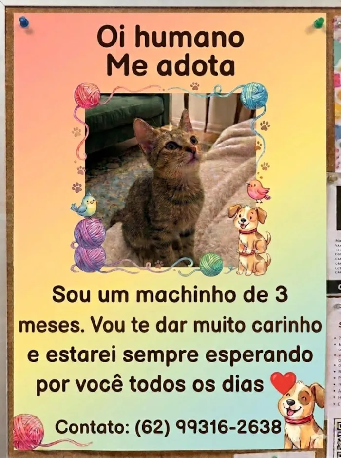 Gato raça SRD-ViraLata idade 2 a 6 meses nome baby
