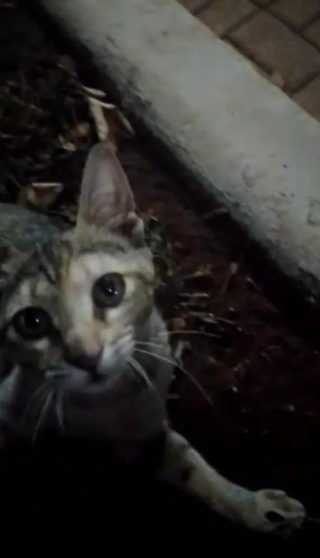 Gato raça SRD-ViraLata idade 2 a 6 meses nome baby