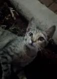 baby