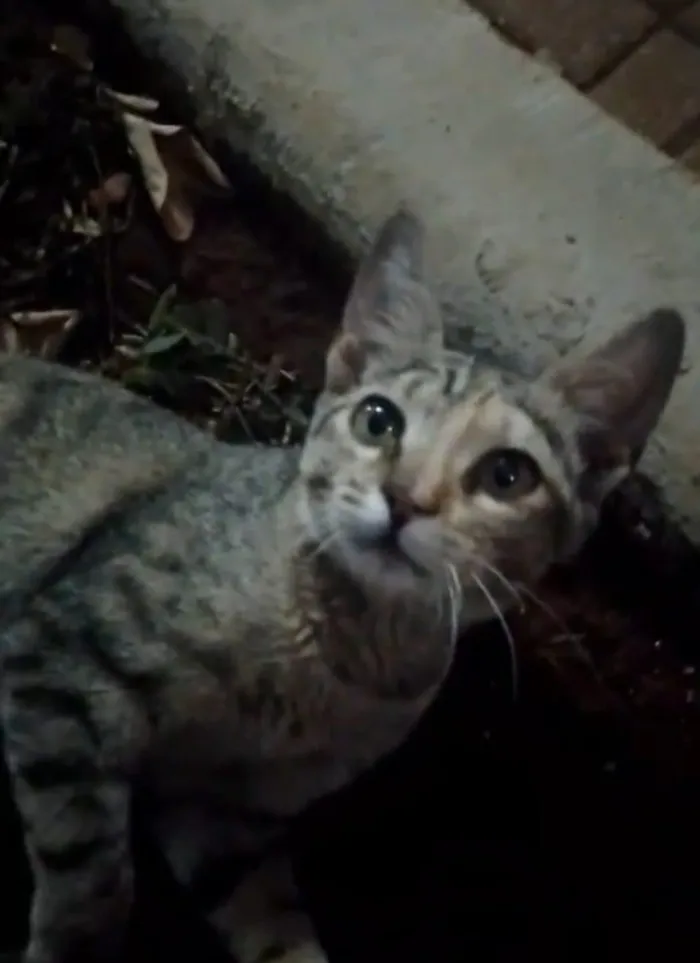 Gato raça SRD-ViraLata idade 2 a 6 meses nome baby