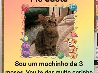 Gato raça SRD-ViraLata idade 2 a 6 meses nome baby