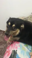 Bombom