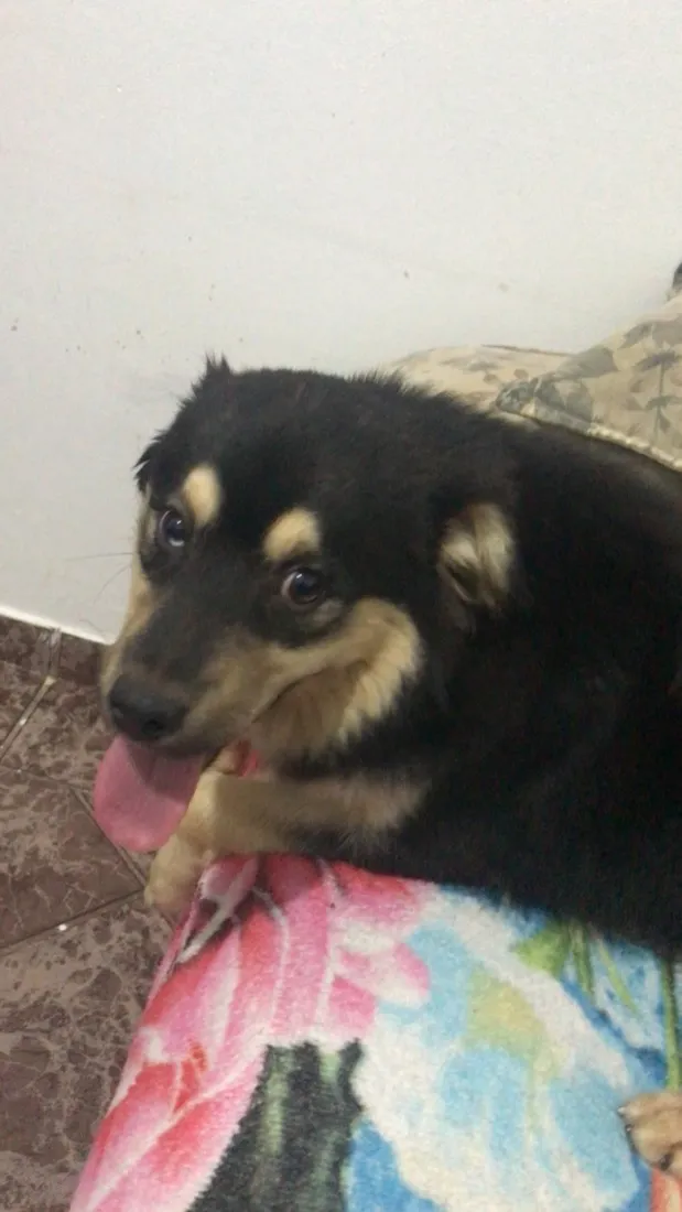 Cachorro raça SRD-ViraLata idade 1 ano nome Bombom