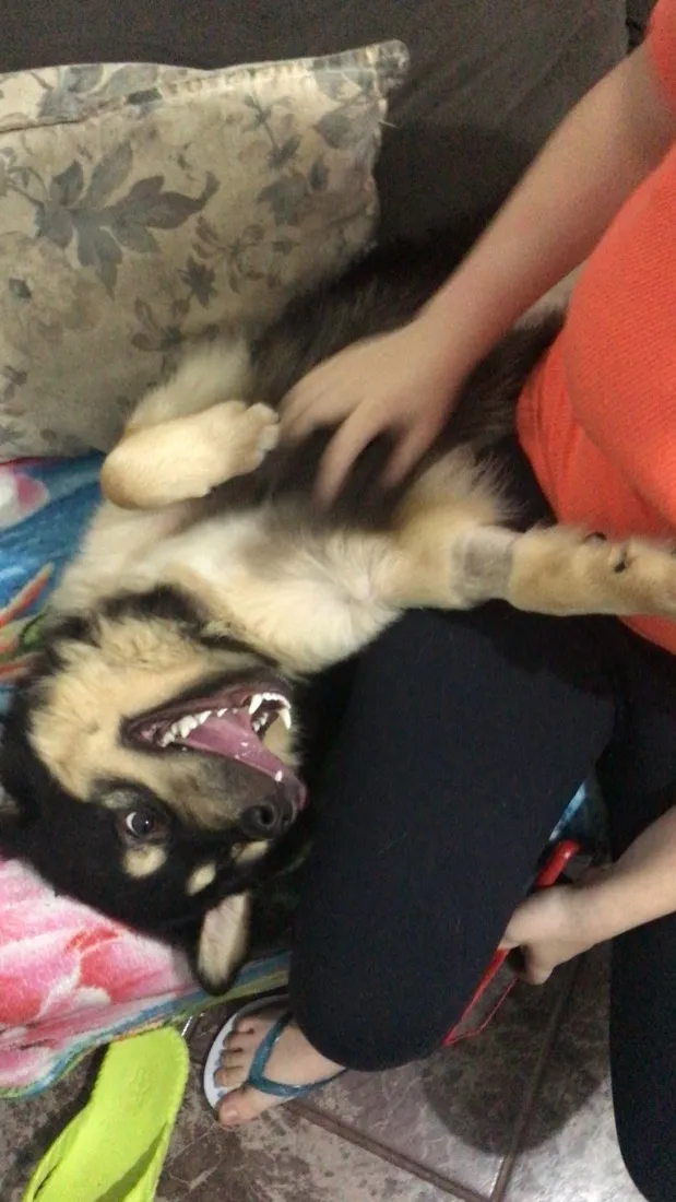 Cachorro raça SRD-ViraLata idade 1 ano nome Bombom