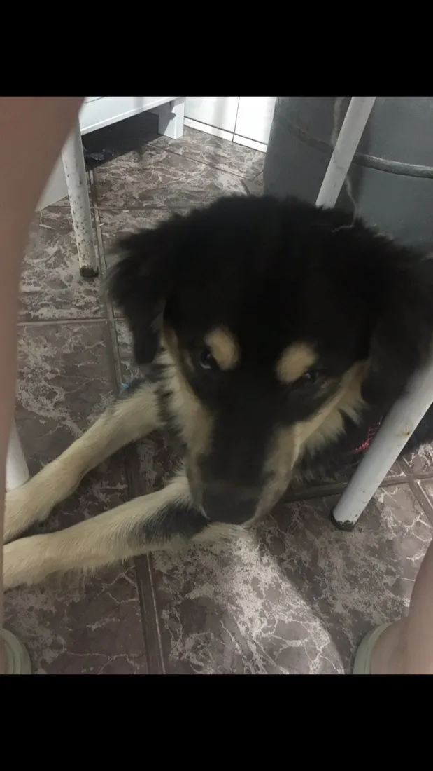Cachorro raça SRD-ViraLata idade 1 ano nome Bombom