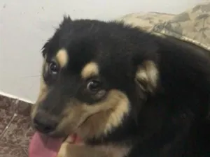 Cachorro raça SRD-ViraLata idade 1 ano nome Bombom