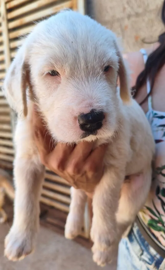 Cachorro raça SRD-ViraLata idade 2 a 6 meses nome Halland