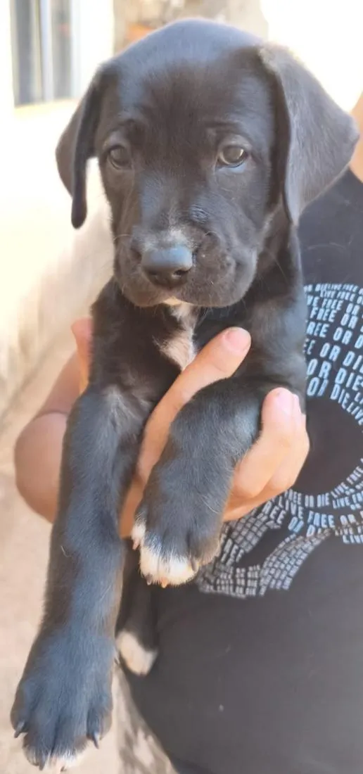 Cachorro raça SRD-ViraLata idade 2 a 6 meses nome Pantera 