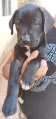 Pantera