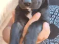 Pantera 