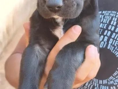 Cachorro raça SRD-ViraLata idade 2 a 6 meses nome Pantera 