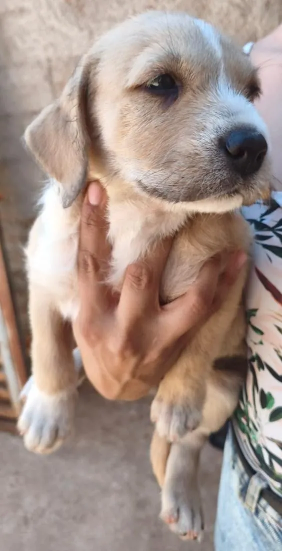 Cachorro raça SRD-ViraLata idade 2 a 6 meses nome Sky