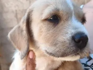 Cachorro raça SRD-ViraLata idade 2 a 6 meses nome Sky