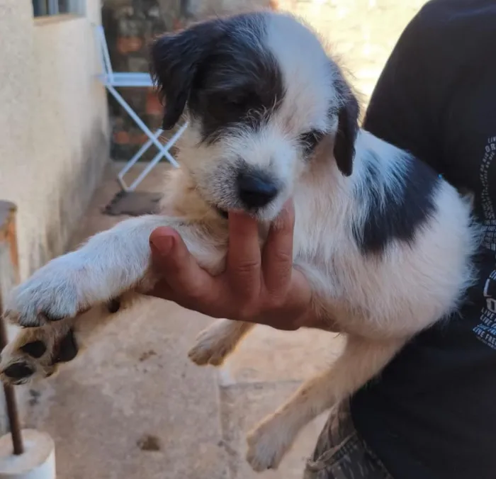 Cachorro raça SRD-ViraLata idade 2 a 6 meses nome Benício 