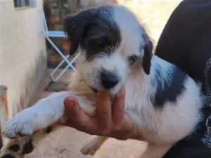 Cachorro raça SRD-ViraLata idade 2 a 6 meses nome Benício 