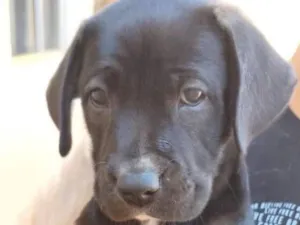 Cachorro raça SRD-ViraLata idade 2 a 6 meses nome Pantera 