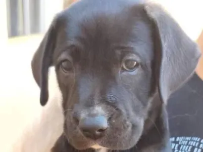 Cachorro raça SRD-ViraLata idade 2 a 6 meses nome Pantera 