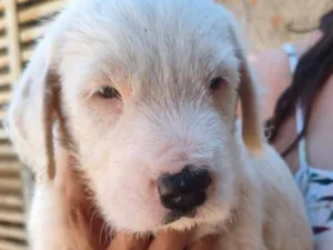 Cachorro raça SRD-ViraLata idade 2 a 6 meses nome Halland