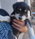Diva