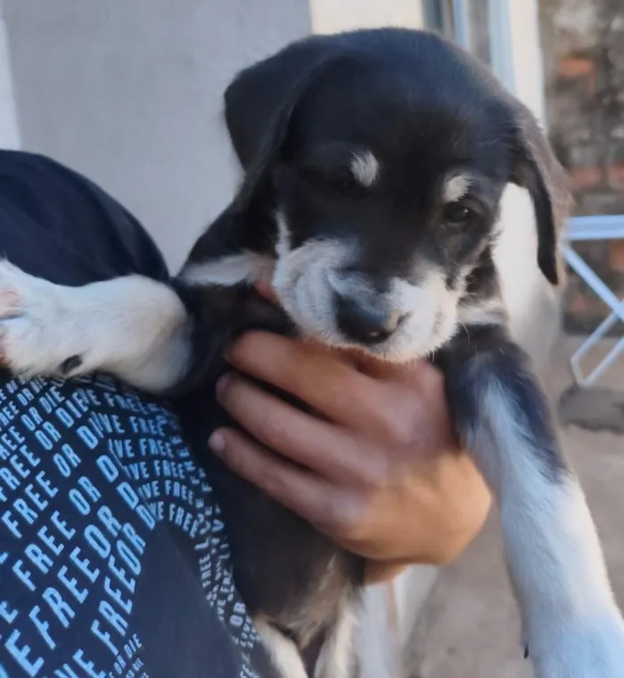 Cachorro raça SRD-ViraLata idade 2 a 6 meses nome Diva