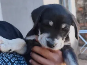 Cachorro raça SRD-ViraLata idade 2 a 6 meses nome Diva