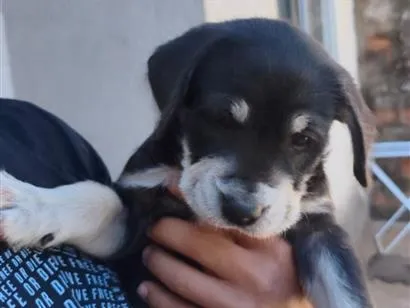 Cachorro raça SRD-ViraLata idade 2 a 6 meses nome Diva