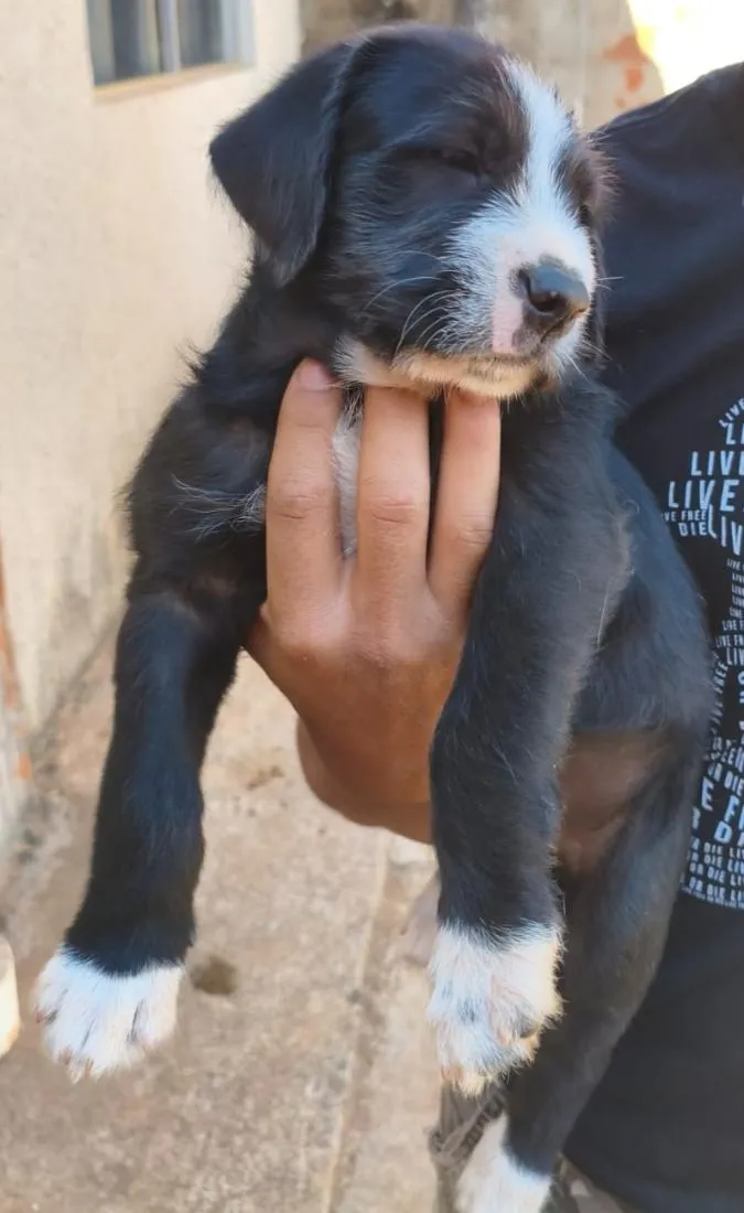 Cachorro raça SRD-ViraLata idade 2 a 6 meses nome Tóquio 