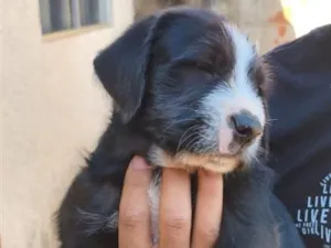 Cachorro raça SRD-ViraLata idade 2 a 6 meses nome Tóquio 