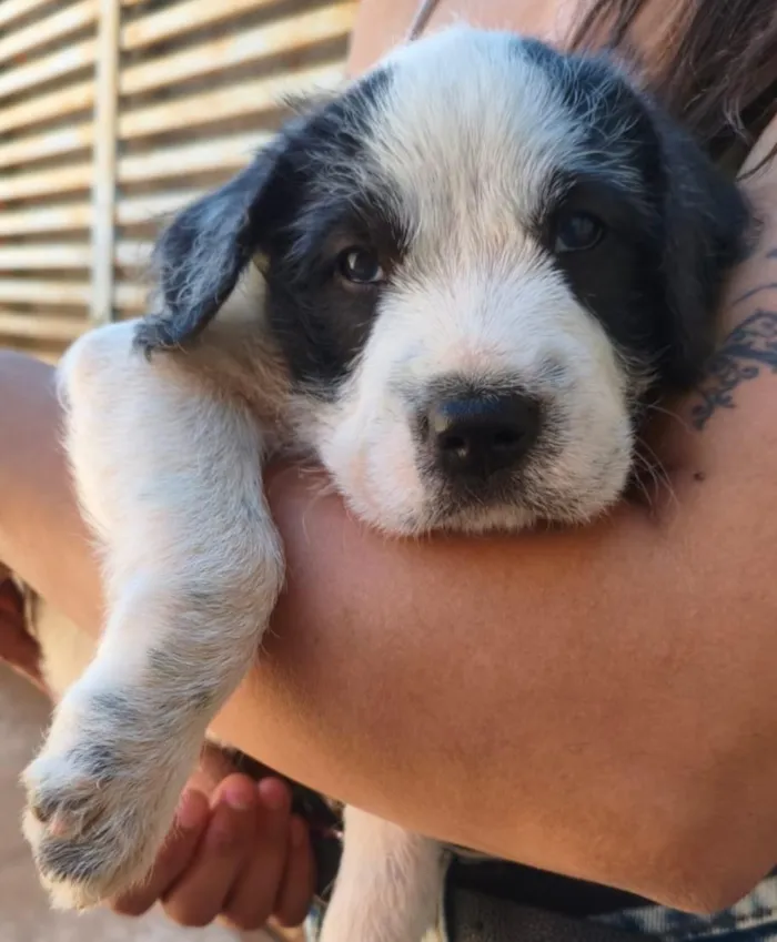 Cachorro raça SRD-ViraLata idade 2 a 6 meses nome Nika