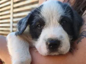 Cachorro raça SRD-ViraLata idade 2 a 6 meses nome Nika