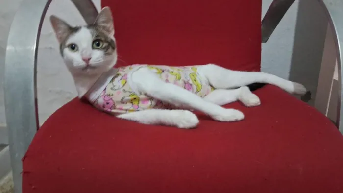 Gato raça Angorá idade 1 ano nome Estela