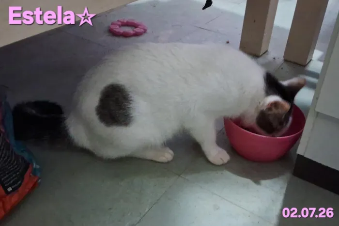 Gato raça Angorá idade 1 ano nome Estela