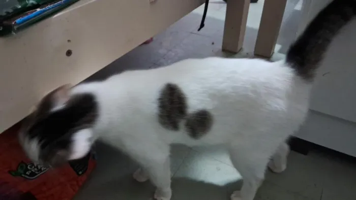 Gato raça Angorá idade 1 ano nome Estela