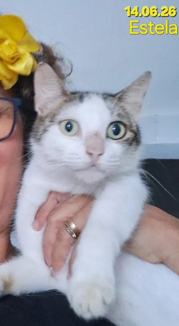 Gato raça Angorá idade 1 ano nome Estela