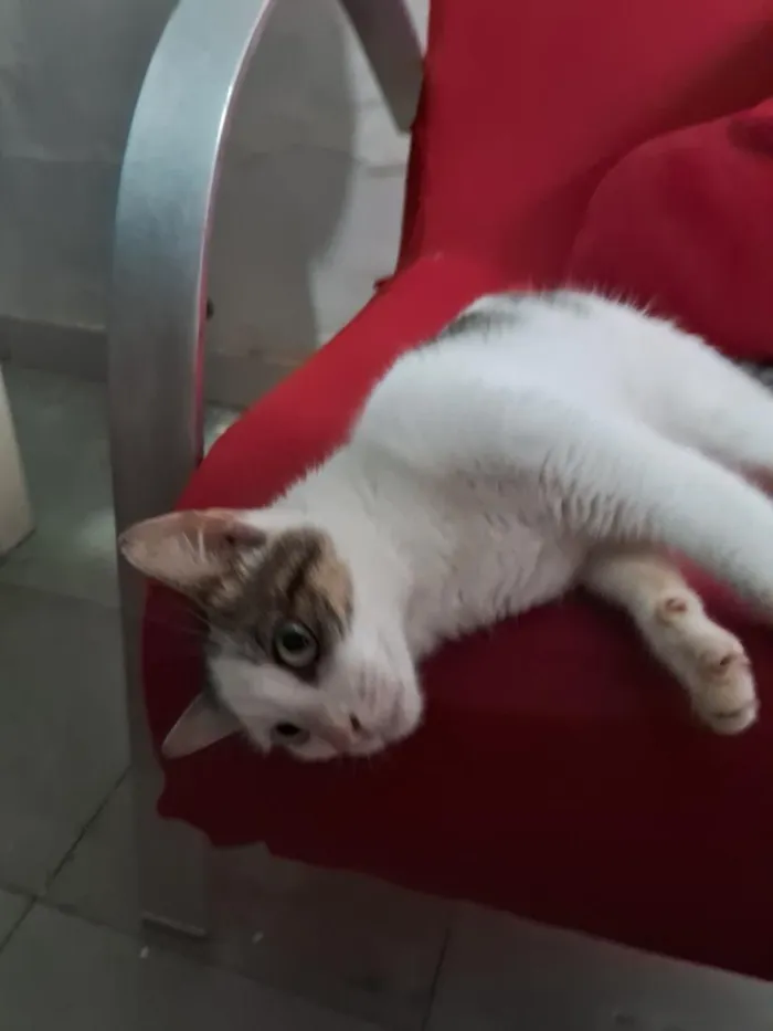 Gato raça Angorá idade 1 ano nome Estela