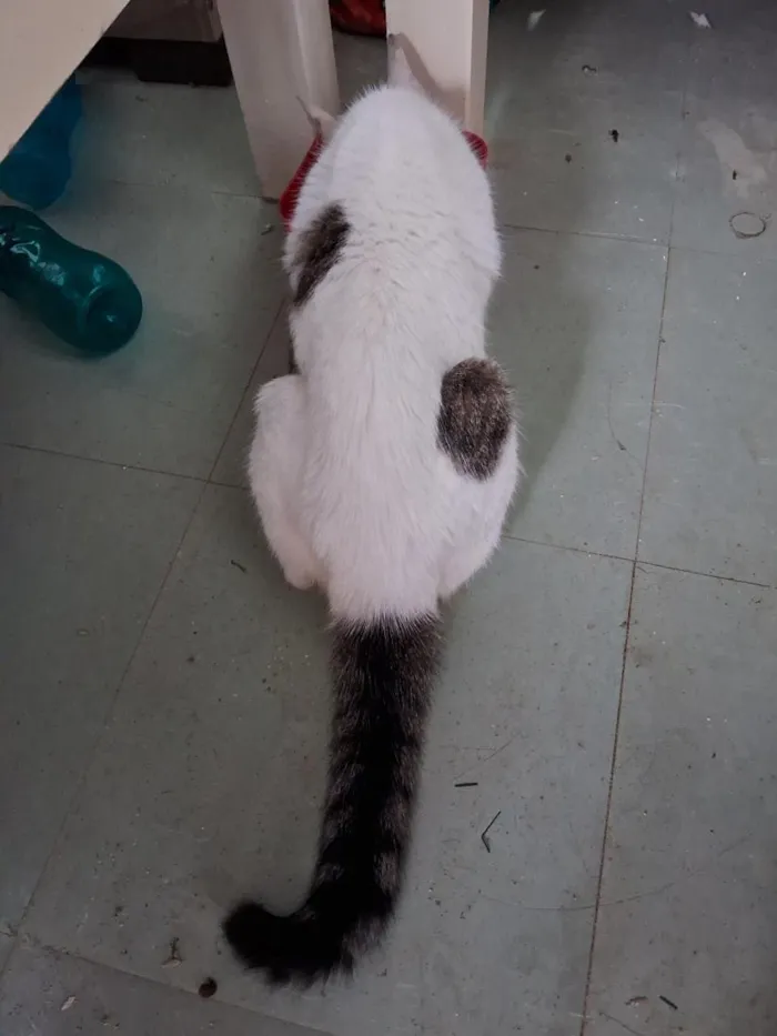 Gato raça Angorá idade 1 ano nome Estela