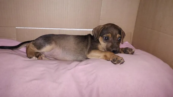 Cachorro raça SRD-ViraLata idade Abaixo de 2 meses nome Cacau