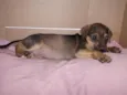 Cacau