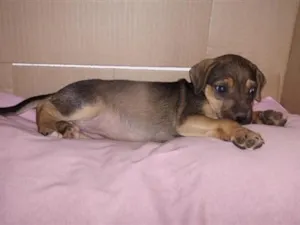 Cachorro raça SRD-ViraLata idade Abaixo de 2 meses nome Cacau